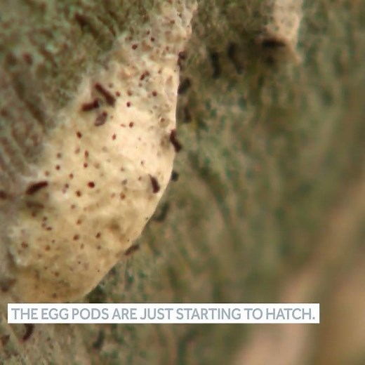What to do now that gypsy moths making comeback