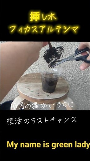 [Urgent] Fall Emergency Repotting of Ficus altissima #HouseplantBeginner #Plants 2025/10/05 #With...