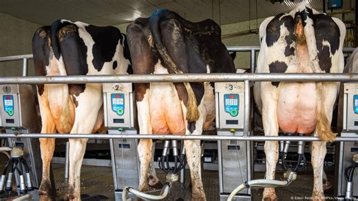 Cow AI: How robots are changing cattle farming