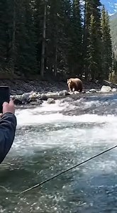 1.4M views · 18K reactions | A fisherman films a grizzly pacing the riverbank, water roaring around his waist. The bear suddenly drops its head and dives straight into the current toward him. In seconds it’s plowing through whitewater, coming right at the phone. The shot crashes into foam and screaming as he scrambles backwards. #bear #grizzly #fishing #wildlife #shorts | Wild Animal Encounters | Facebook