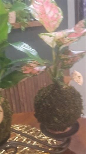 New Kokedamas Up for Sale | The greenleaf | Facebook