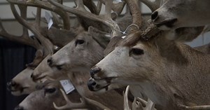 Billings community bid for items at Montana Fish, Wildlife and Parks Wildlife Auction