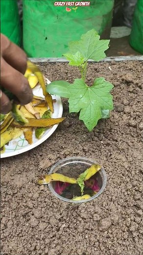 🍉 Fast Growing Watermelon in Crate Using Kitchen Waste & Compost ♻️🌱 #shorts #watermelon #gardening