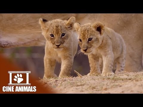 The Misfit - Lion Documentary | Cine Animals