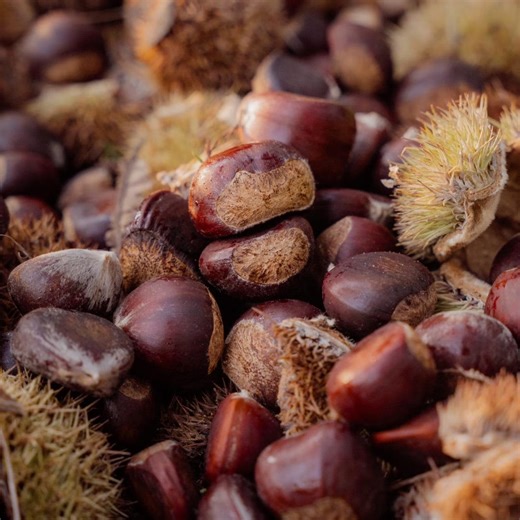 Dunstan Chestnut Tree 12 to 24 Inch Bare Root Hybrid Nut Tree Live Plant Fast Growing Backyard Orchard - Etsy
