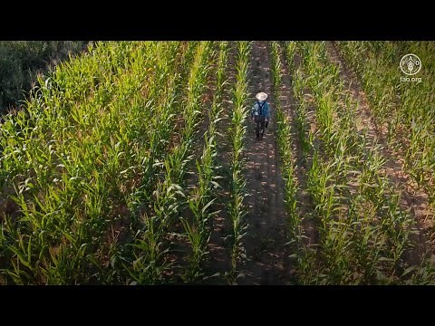 The future of food and agriculture: Drivers and triggers for transformation