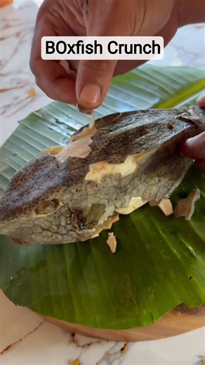 Satisfying Boxfish Skin Peel (CRUNCH!)
