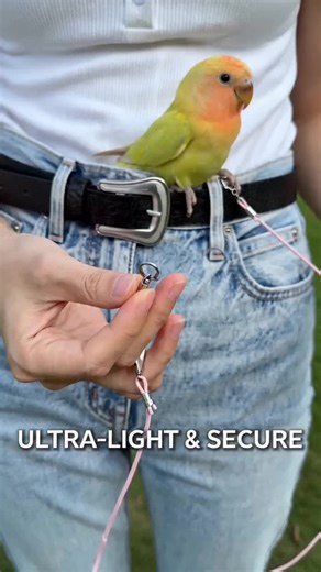 Ultra-Light Bird Training Leash, Parrot Elastic Release Rope, Phoenix Tiger Peacock Foot Ring, Safe Flight Training for Outdoor Indoor Use #musthaveforpetowners #luxurydogcollar #playjewelry #yottoycordlessjumprope #petgroomingmusthaves #lalalarkfeedingset #avonnecklace #petparentmusthaves #birdkids #turquoisenecklace