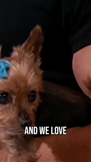 Sharks' owners love spoiling them, but that peanut butter might be a problem. Most brands have salt, sugar, and even xylitol—stuff sharks definitely don't need. Keep those little guys safe! #Sharks #PetCare #PeanutButter #AnimalHealth #PetSafety | Shark Tank Global