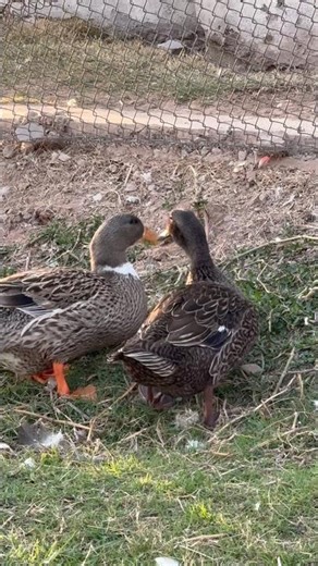 Incredible Birds & Animals of Nature 🐦🦌 | Amazing Wildlife Moments