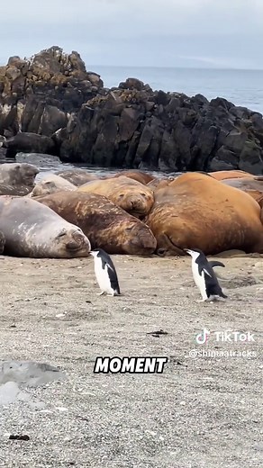 Understanding Penguin Social Structures and Relationships