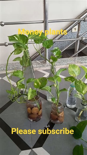 Grow a Healthy Money Plant in Water and Soil #moneyplantinwater #moneyplantdecorationideas