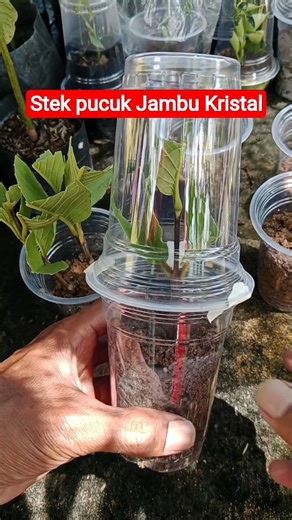 Tutorial stek pucuk Jambu kristal #stekjambukristal #stekpucuk #automobile #jambukristal #quotes