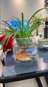 Round plastic fish tank or Circular plastic aquarium #minifishtank #vairalshort #trending