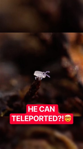 Why Springtails Seem To Disappear Instantly