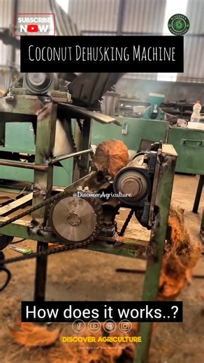 Discover Agriculture on Instagram: "Discover the fascinating process behind the coconut dehusking machine, a vital tool in coconut processing. This innovative machine efficiently removes the outer fibrous husk of coconuts, making it easier to access the inner shell and meat. The operation starts with placing a whole coconut into the machine, where it is securely clamped. The rotating blades then slice through the tough husk in a matter of seconds, separating it from the shell without damaging th