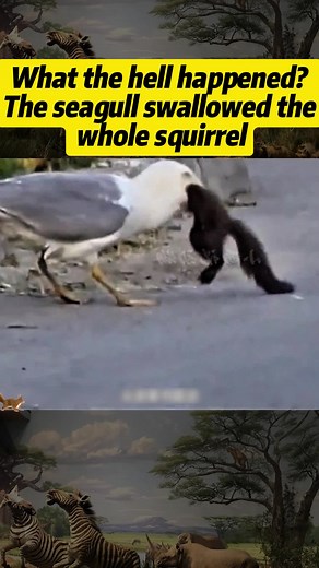 Seagull Swallows Whole Squirrel - Shocking Wildlife Encounter