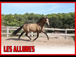 [GALOPS 1, 3 & 4] LE MÉCANISME DES ALLURES