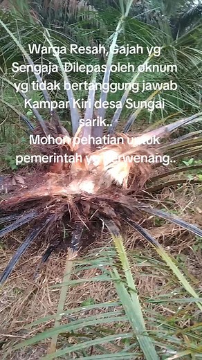 Exploring Palm Tree Health: Understanding Dry Leaves