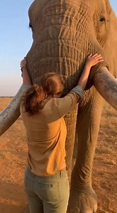 Elephant Hug: Woman’s Serene Connection in the Savannah!🌍🐘 A heartwarming moment as a woman shares a gentle embrace with a majestic elephant in the golden savannah—witness the profound bond between humans and wildlife in nature’s most serene setting. 🌍🐘 #ElephantHug #SavannahBond #WildlifeConnection #NatureLovers #AnimalFriendship | Morvex