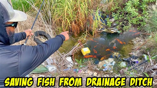 Saving Fish Trapped in a Roadside Drainage Ditch
