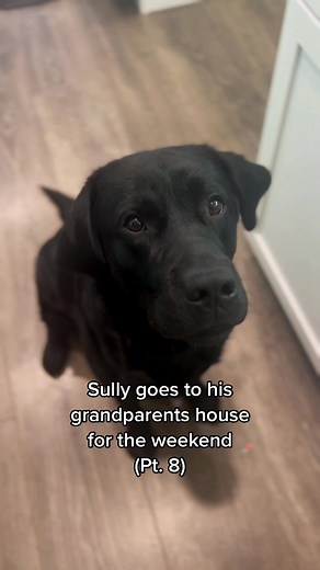 Sully Visits Grandparents: Weekend Adventures with a Cute Labrador Puppy