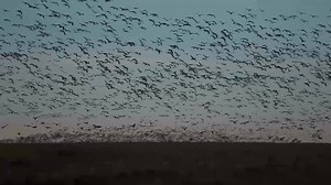 9.4K views · 107 reactions | All of us here at Flatland Flyways are...