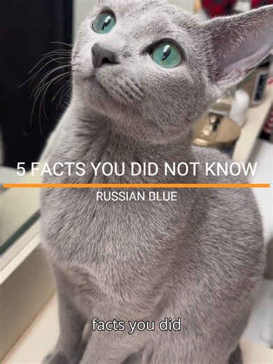 FACTS YOU DID NOT KNOW ABOUT THE RUSSIAN BLUE. The Russian Blue is a sleek, silver-blue cat known for its plush coat, emerald eyes, and quiet, reserved personality. They bond deeply with their people, are intelligent and clean, and prefer calm environments over chaos. Low-shedding and gentle, they make great companions for owners who want an elegant, low-drama cat. #russianblue #russianbluecats #catlovers #cats