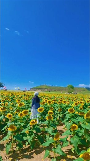 꽃길만 걸으세요 가을 꽃축제 #경기도가볼만한곳 #여행 #꽃구경