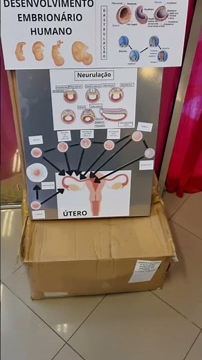 mapa Embriologia e Histologia