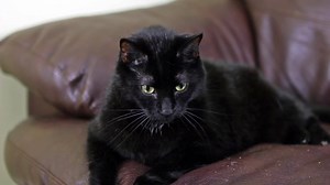 N2 the Talking Cat Season 3 Best of | N2 Cat Crew