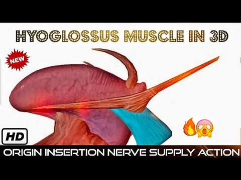 HYOGLOSSUS MUSCLE Anatomy in 3D ANIMATION Origin, Insertion, Nerve Supply & Actions | HEAD AND NECK