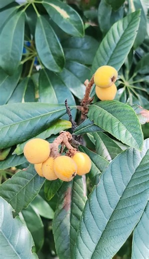 277K views · 4.7K reactions | Phytonutrients 101: Loquat | The Weeds and Seeds Guy | Facebook