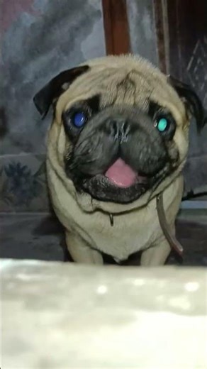 #viral #insta #pug #mypug #cute #cute #funny #playingsolo #playingtime #old #babypug #news #war