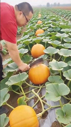 Bountiful Pumpkin Harvest: Precision Hand-Cutting in the Field #shorts