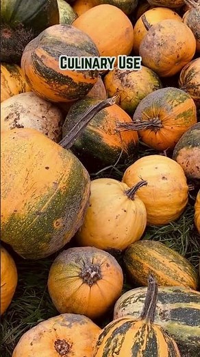 Is A Pumpkin A Fruit Or A Vegetable?