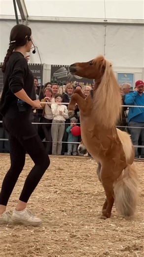 Liebe die Trick-Kombi 😍😮‍💨 Können eure Pferde Tricks ? Postet ein Bild davon 🥹!! #pferde #shetty #equestrain #Move #viral