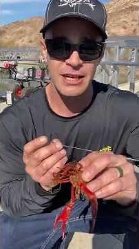 How too hook a crawfish for bait