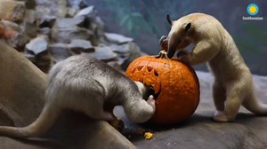 15K views · 1K reactions |  Get into the Halloween spirit at Boo at the Zoo, sponsored by Mars Wrigley, Oct. 28, 29 and 30.  Boo-goers can visit 30 treat stations and explore animal houses after hours.  You may even see some spooky-fun enrichment! GET TIX: https://s.si.edu/3fazAfo. | Smithsonian’s National Zoo and Conservation Biology Institute | Facebook
