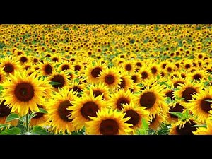 Post Malone, Swae Lee - Sunflower (Extended Version)