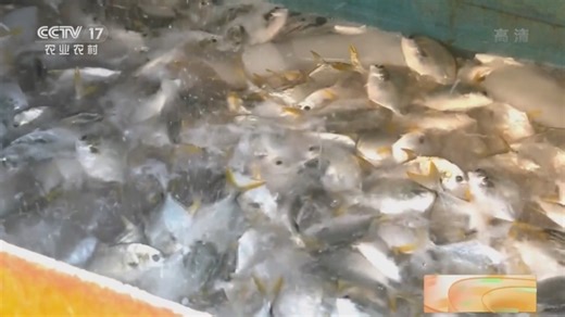 [中国三农报道]广西防城港：“海上牧场”金鲳鱼开捕