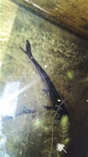 fridge box set up fish guppies