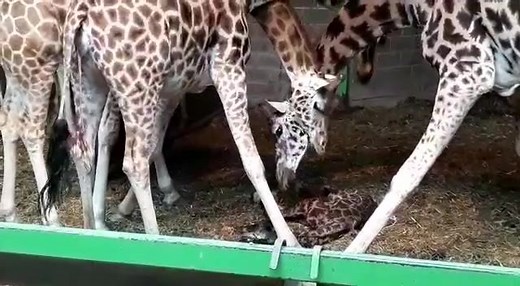 49K views · 1.2K reactions | Exciting news at Belfast Zoo!漣 Today we welcomed a new baby calf to our herd of Rothchild's giraffes and we couldn't be happier! Our new arrival is doing well and parents Finn and Daisy are showing us how it's done. | Belfast Zoo | Facebook