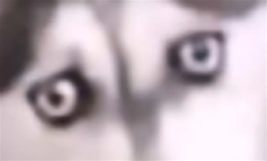 fnf Gorefieldv2 戈菲猫v2汉化Chinese正式发布