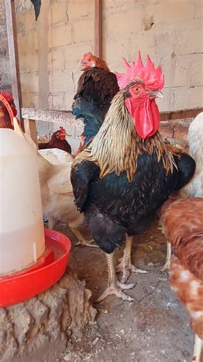 Discover Goliath Chickens for Your Business Growth