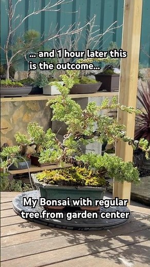I Almost Gave Up on This Juniper Procumbens Nana (Japanese Garden Juniper)