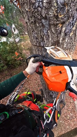 4.4K views · 227 reactions | Tree work #treework #climbing #chainsaw #treeservice #climber #outdoors #arborist | Dixon Guzmán | Facebook