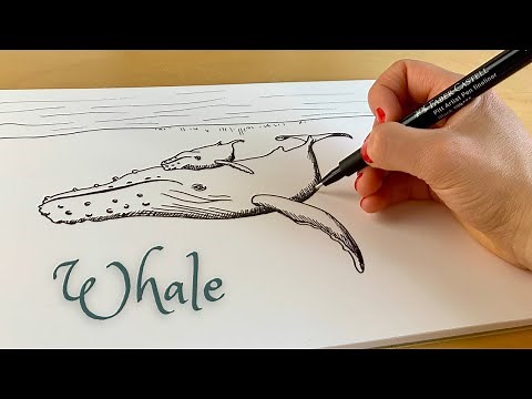 How to draw a humpback whale and calf in PEN!