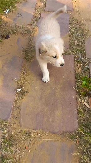 “This Labrador Mix Puppy Just Made My Day 😍✨”