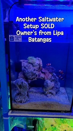 Another Saltwater Setup SOLD 🥰. Owner's from Lipa , Batangas | Aqua Life Gift Sets Ph